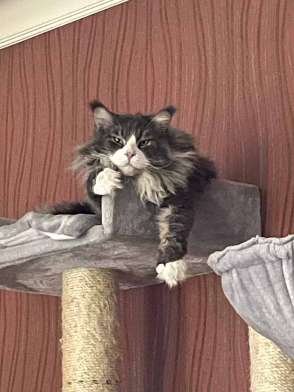 Max Ihr Völker der Welt. Schaut auf diesen Kater