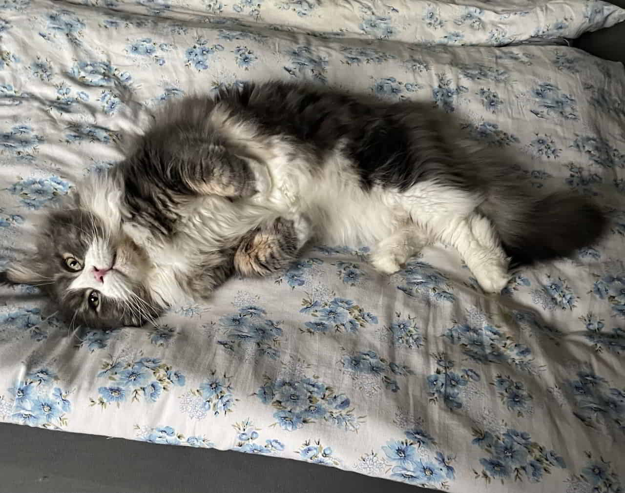 Max beim Liegetest nach dem Bettenmachen