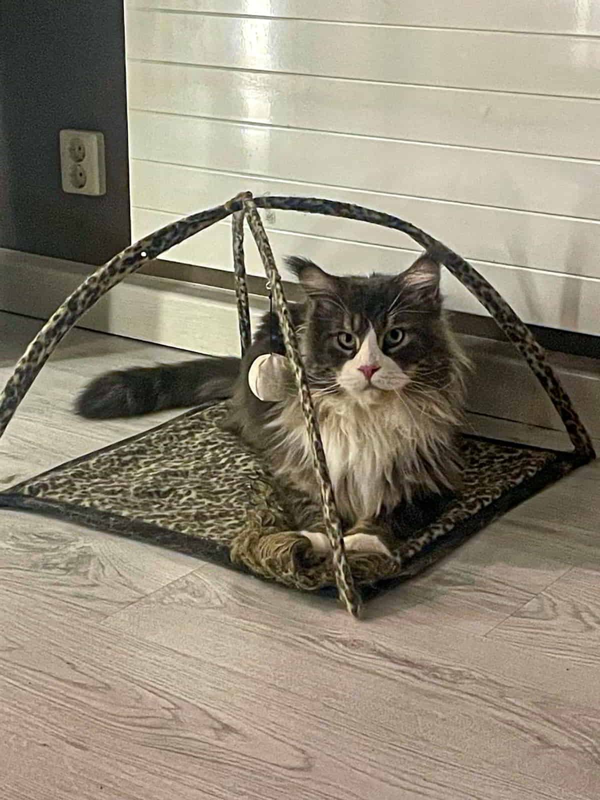 Max ist im neuen Rudel angekommen