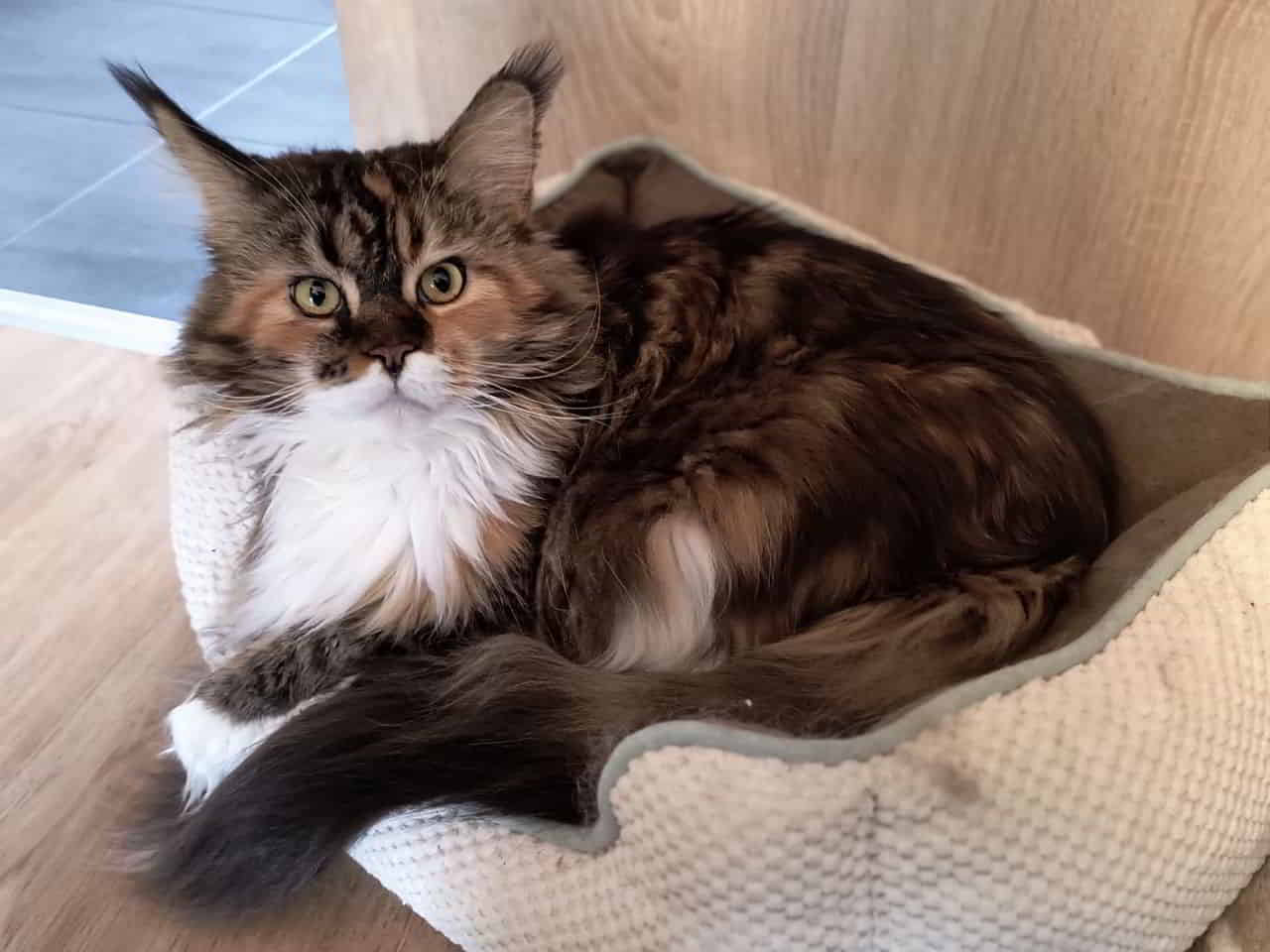 Meine Zuckersüße Puddingbrumsel Wilma.