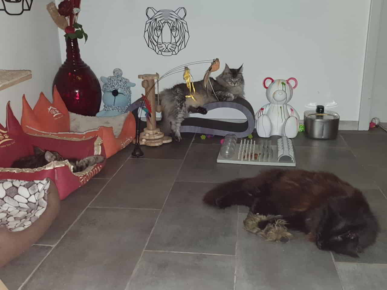 Meine drei Süßen, ganz friedlich, wenn sie schlafen