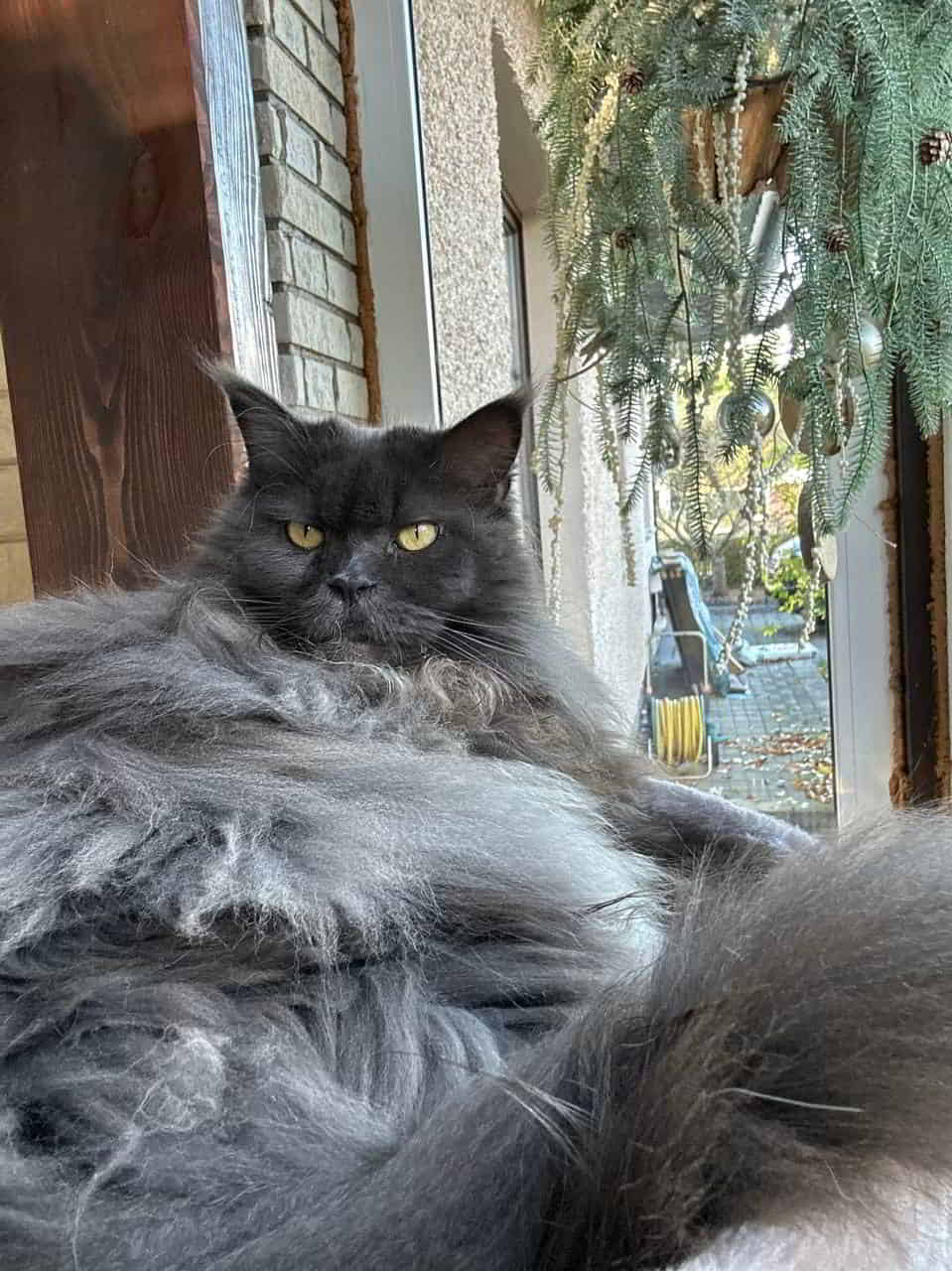 Nicky of MCC 11 Jahre alt