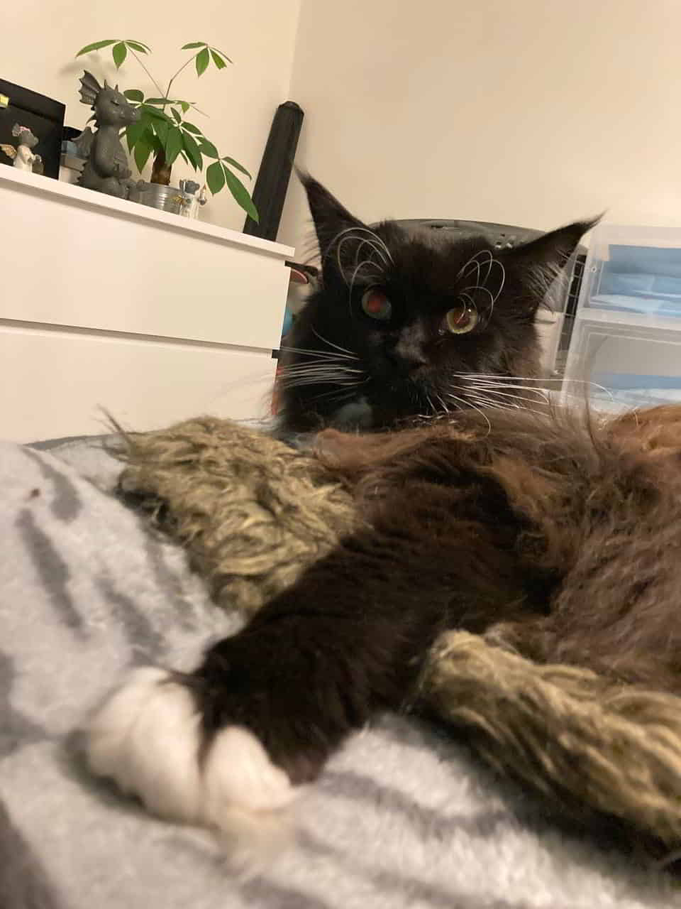 Quentin Ein Sohn von Maika und Yaron