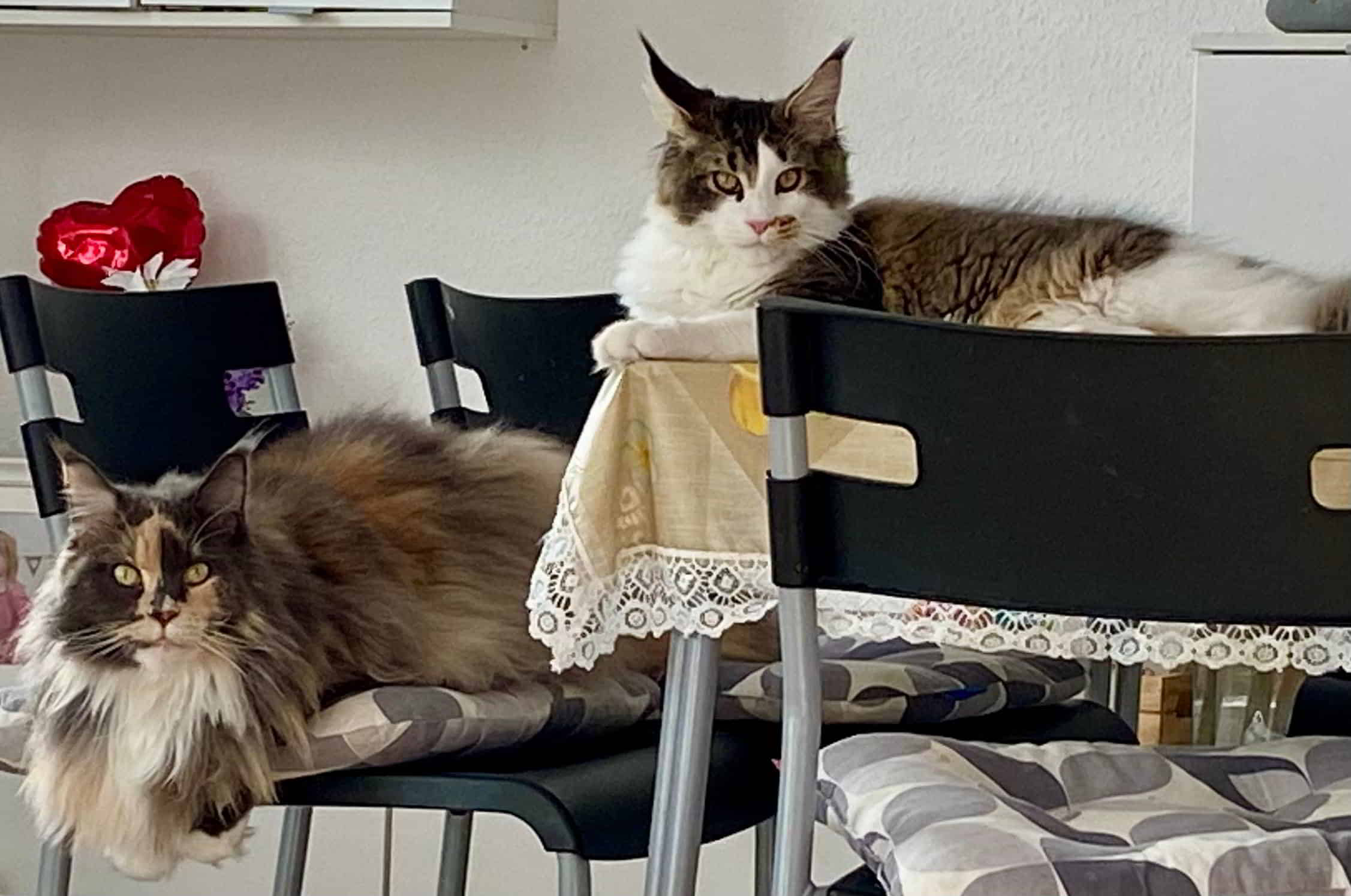 Seit 42 Minuten werde ich so beobachtet