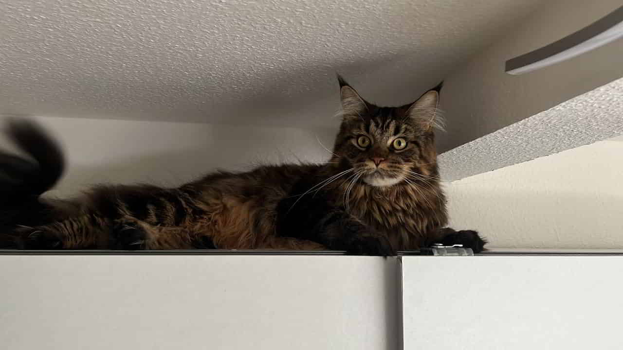 Tabby hat es zum ersten Mal auf den Kleiderschrank geschafft