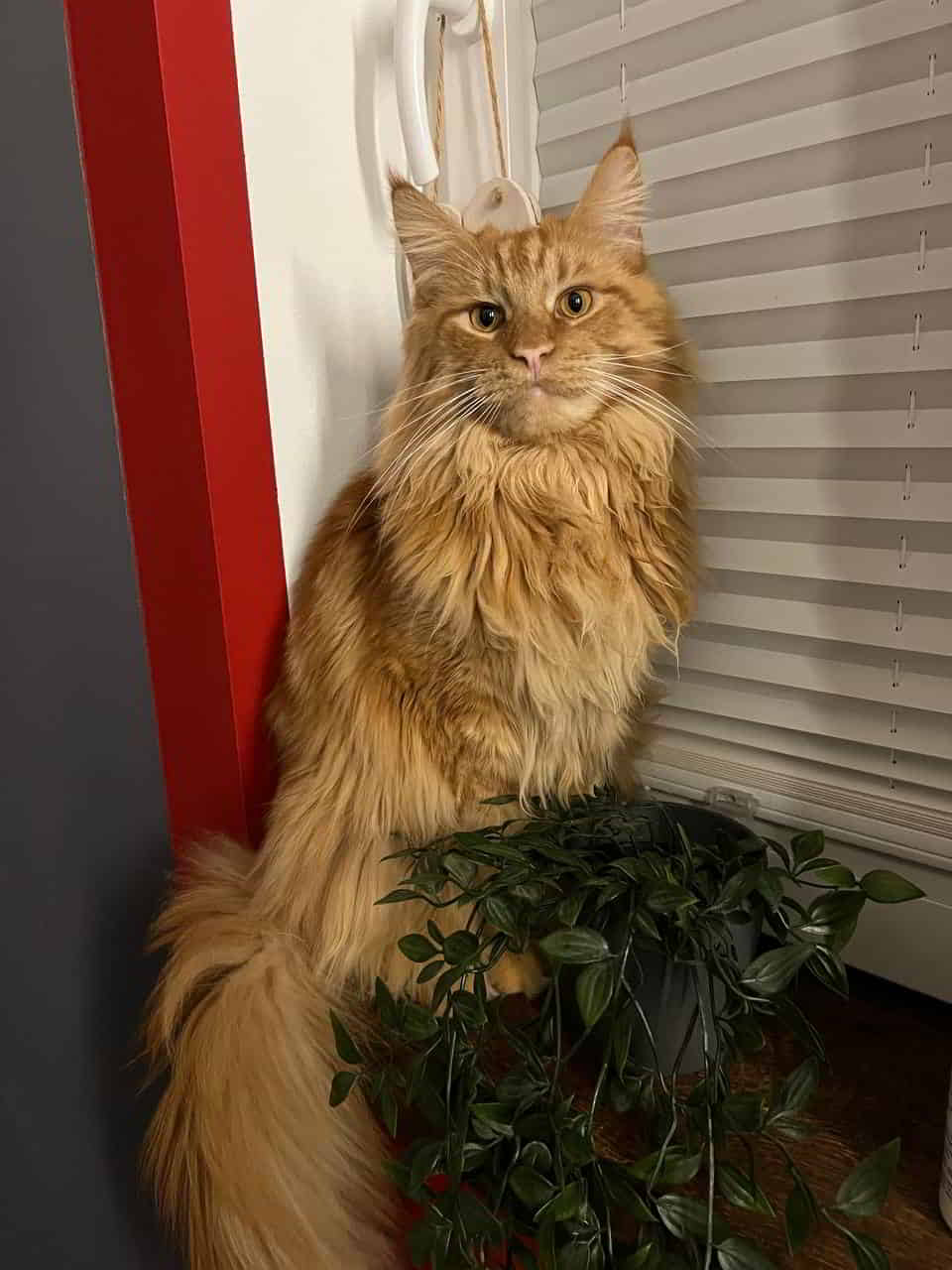 Urs of Maine Coon Castle