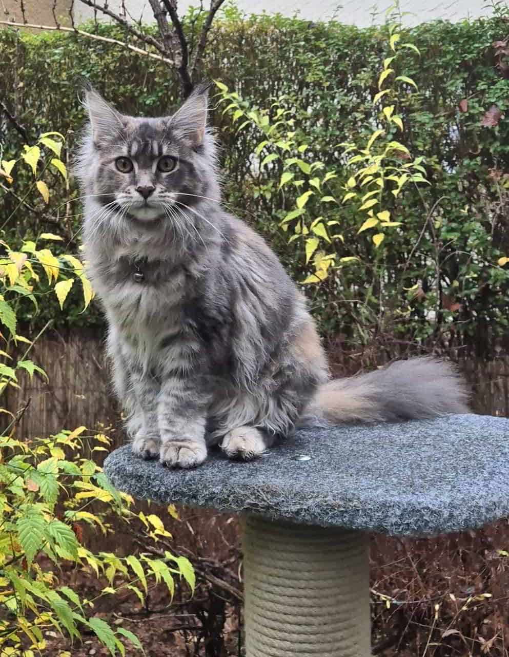 einen schönen Sonntag von Bessie