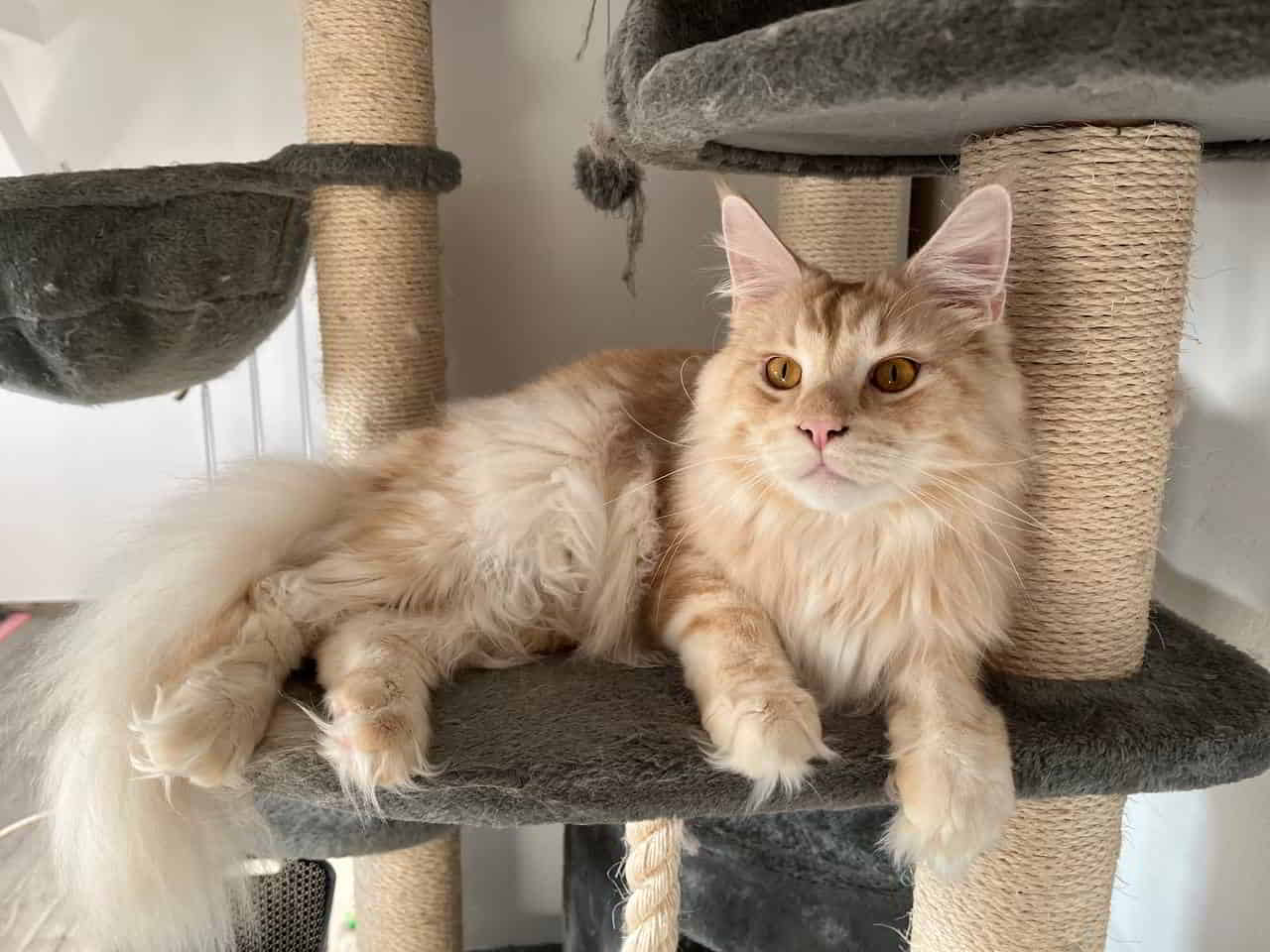 mein dauerschnurrender Spinner