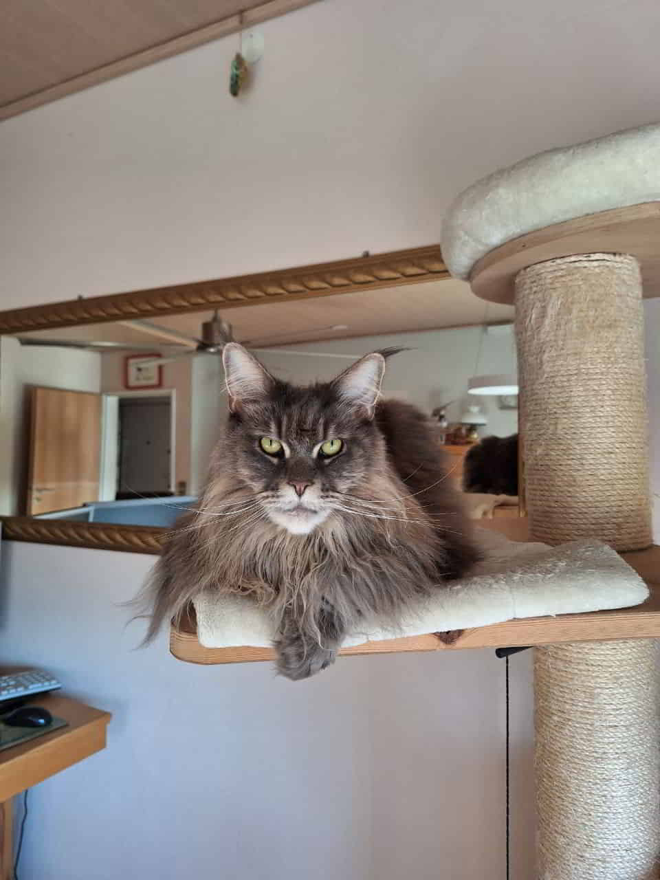 Adventskönigin Jada Adventskönigin Jada