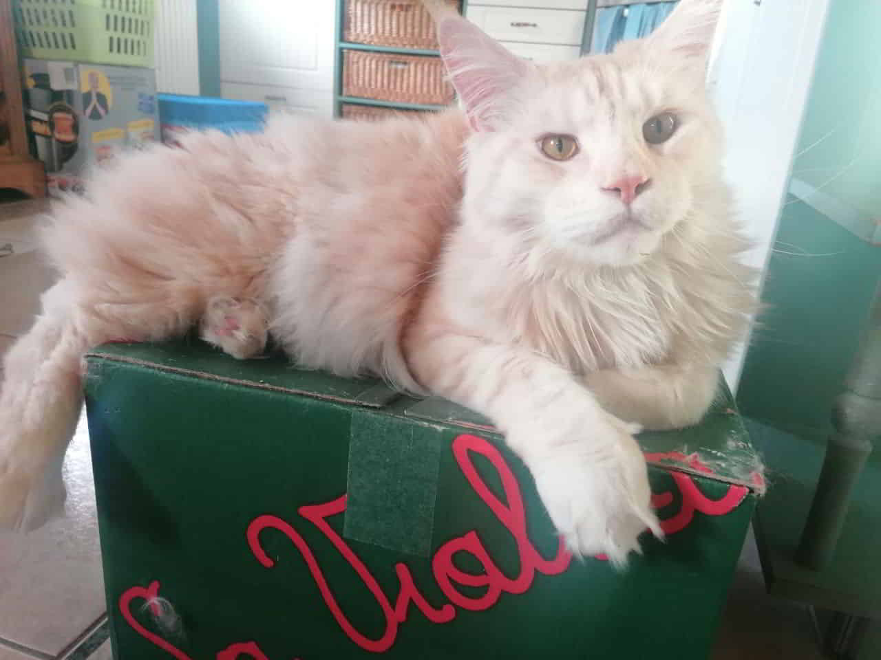 BRubbeys Frido BRubbeys Frido