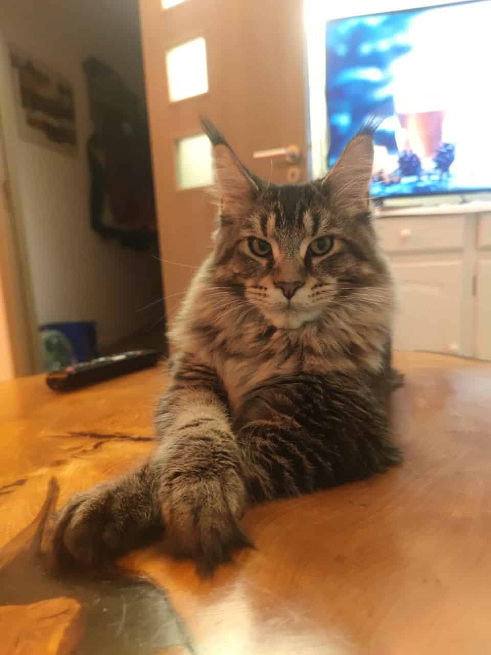 Benny wünscht euch allen einen schönen 4. Advent Benny wünscht euch allen einen schönen 4. Advent