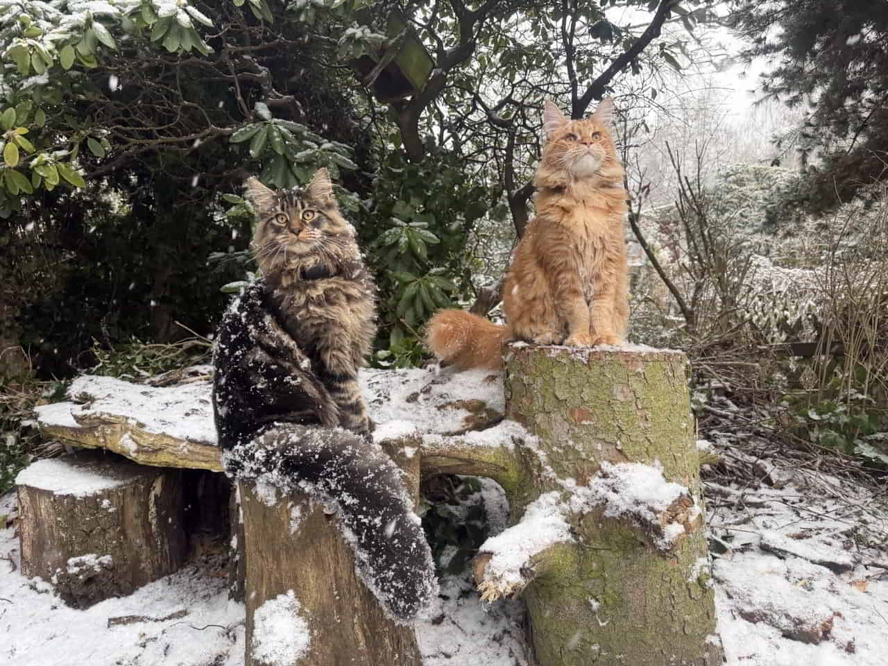 Berlin meldet Schnee ❄️ ☃️ Guten Rutsch allen! Berlin meldet Schnee ❄️ ☃️ Guten Rutsch allen!