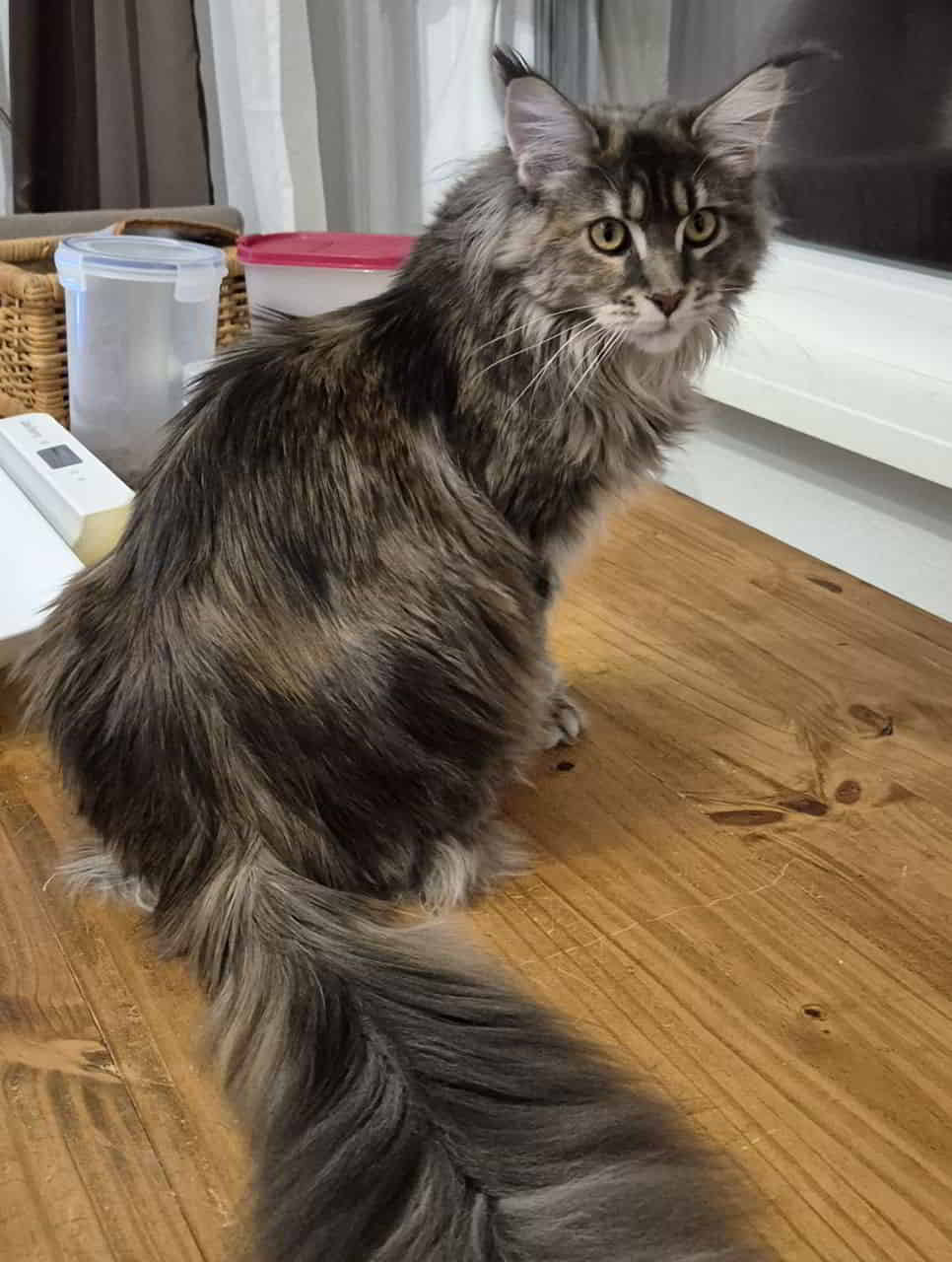 Bessie wiegt heute 6150 g Bessie wiegt heute 6150 g