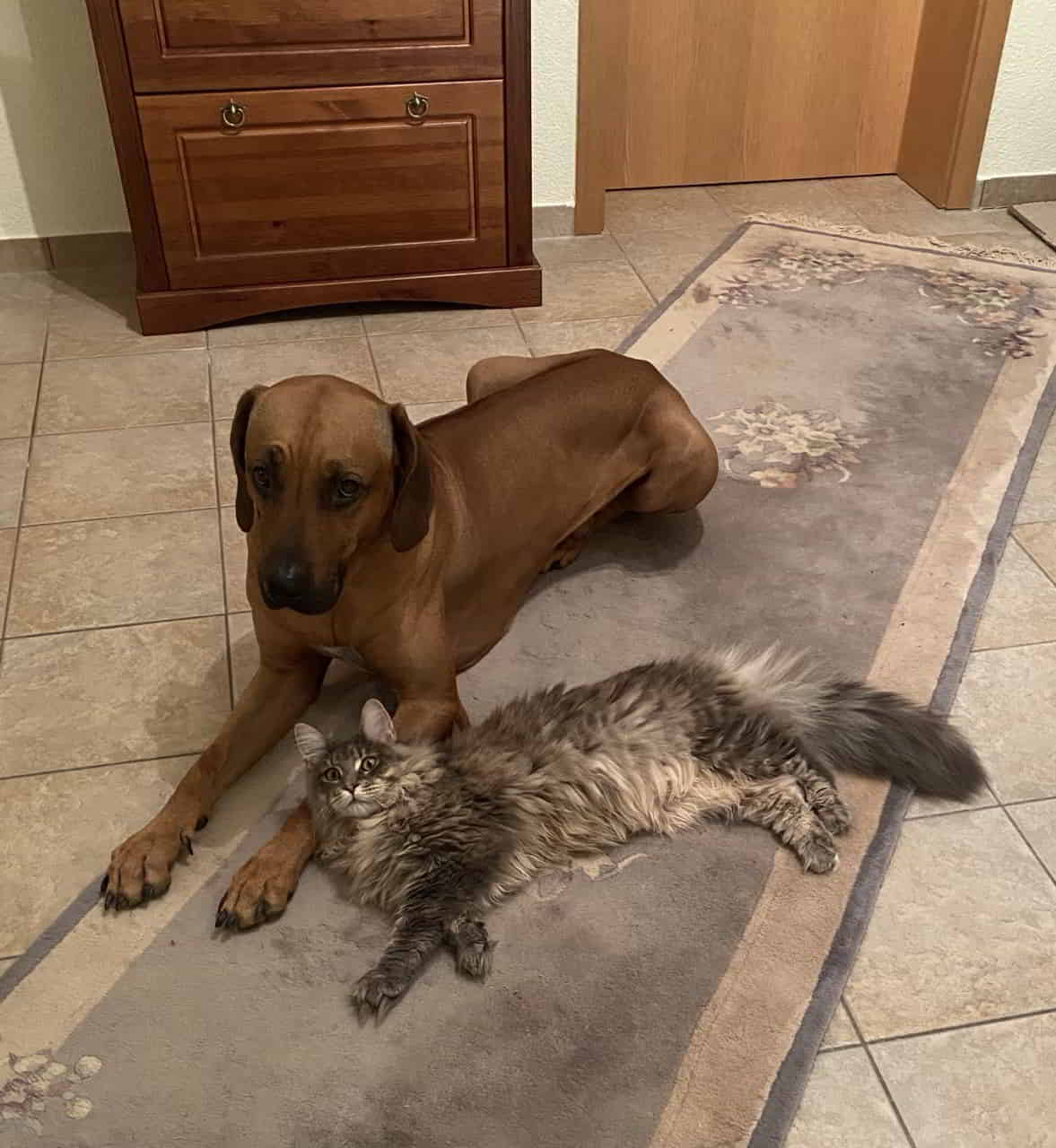 Bluebell und ihr Ridgeback Kissen Bluebell und ihr Ridgeback Kissen