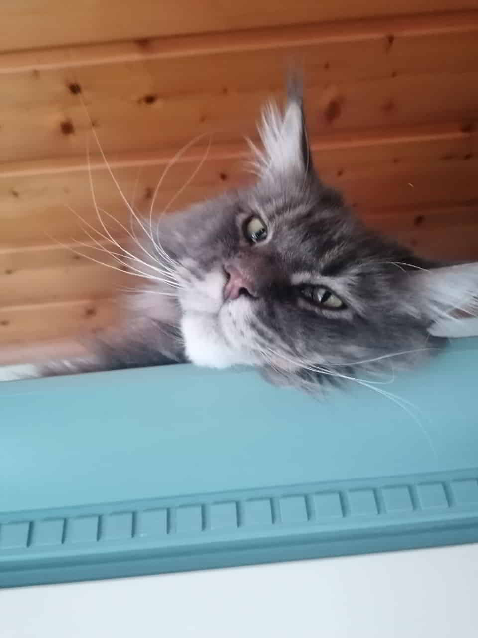 Buddy Jun. Buddy Jun.