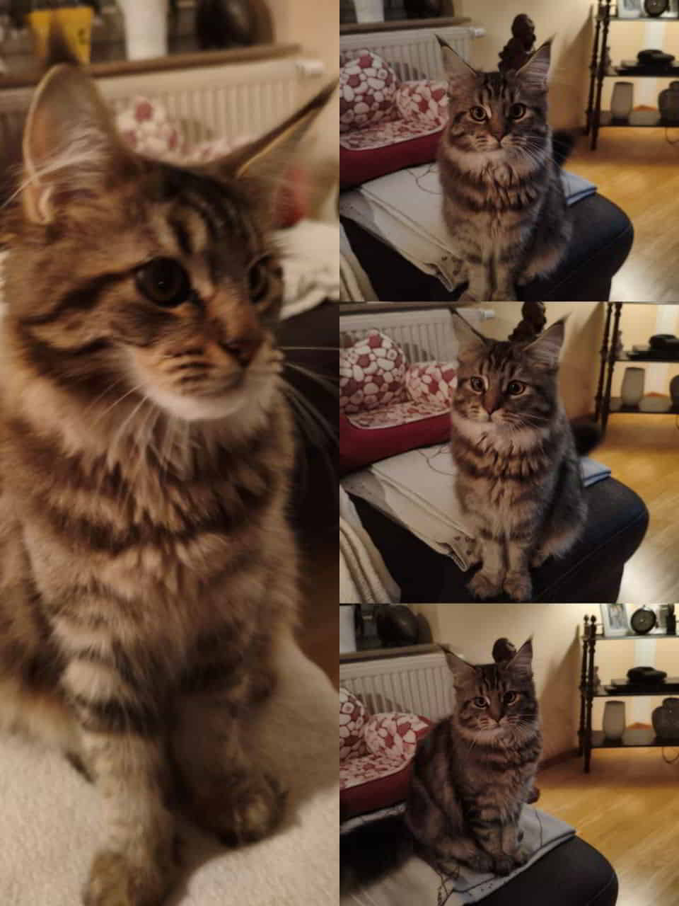 D4 Daisy of Maine Coon Castle D4 Daisy of Maine Coon Castle