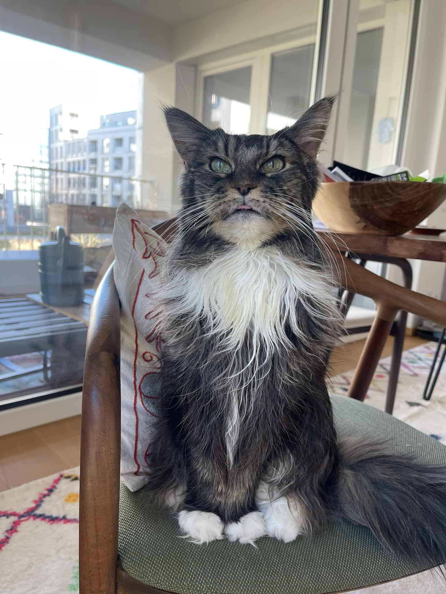 Die graue Eminenz Maika 🥰 14 Jahre und 5 Monate alt Die graue Eminenz Maika 🥰 14 Jahre und 5 Monate alt