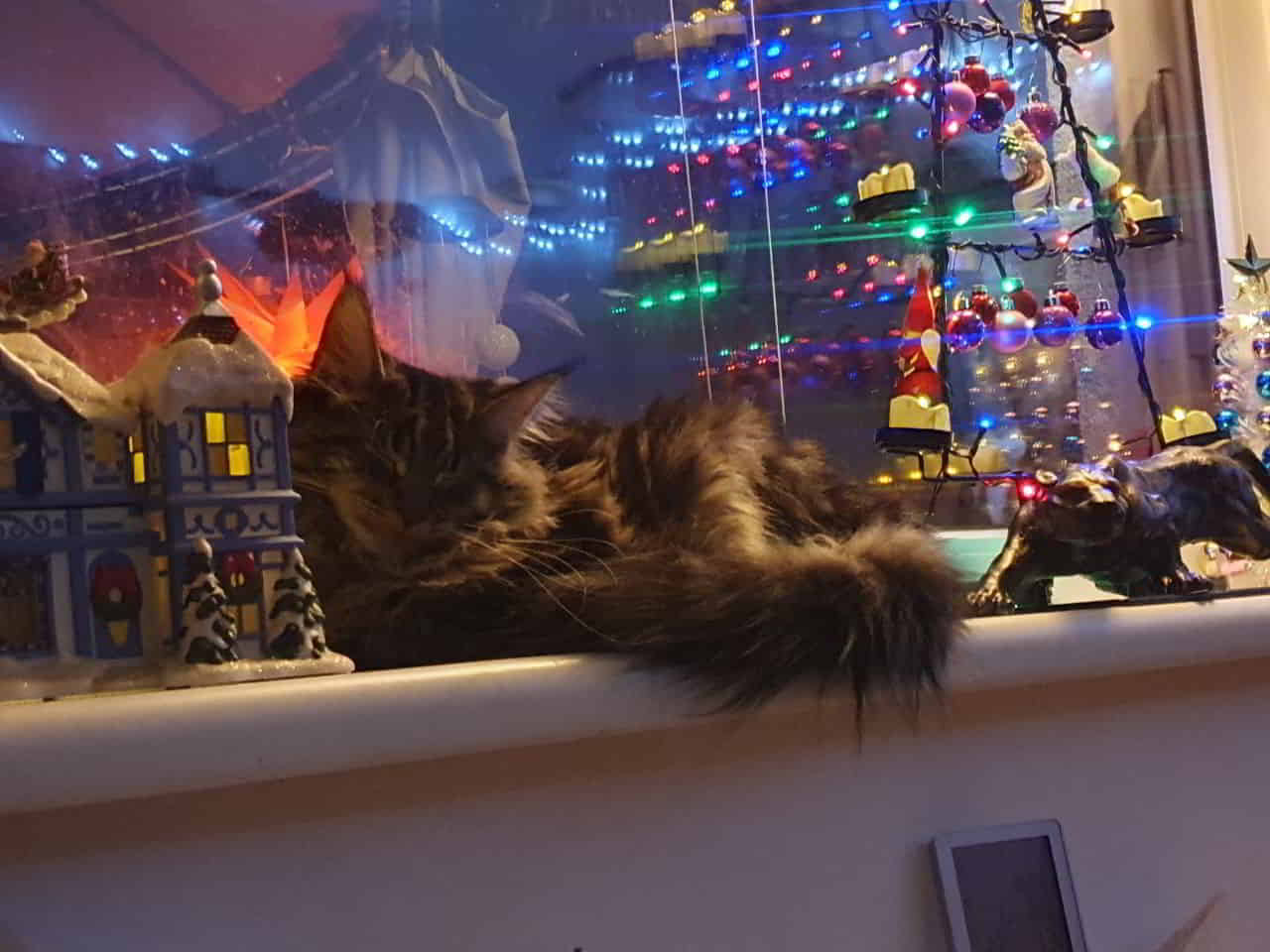 Easy wünscht euch auch noch einen schönen 1. Advent Easy wünscht euch auch noch einen schönen 1. Advent