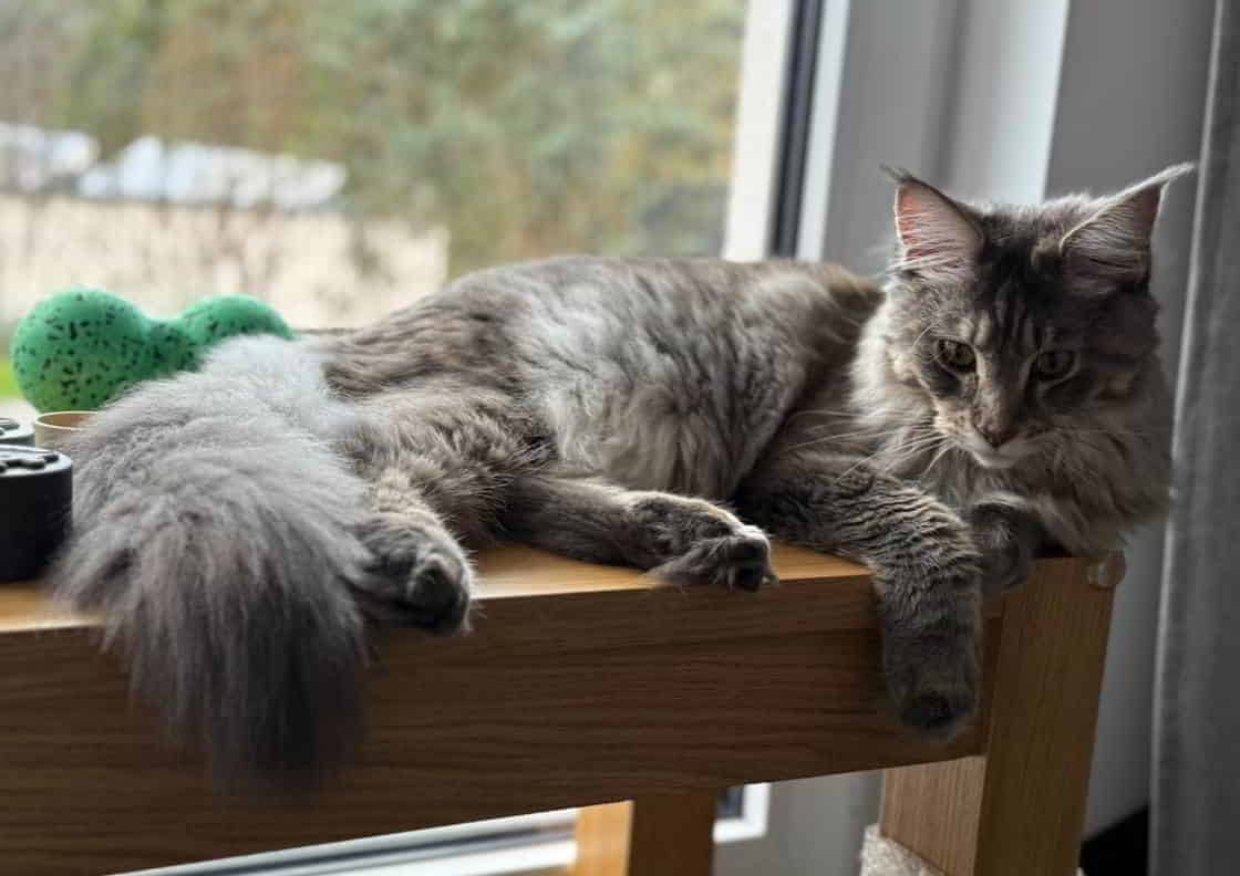 Einen schönen Start in die Woche Einen schönen Start in die Woche