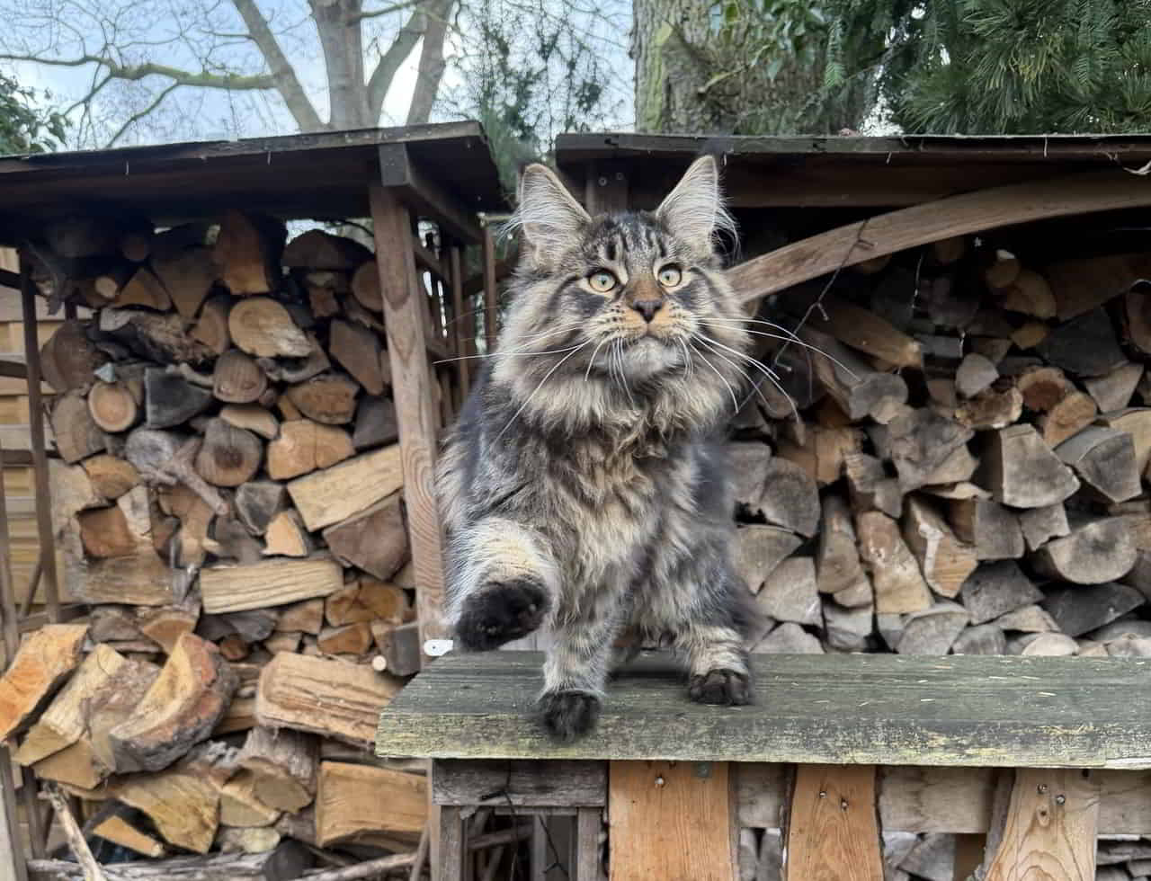 Enzo 🤎🥰 wiegt heute 5240g Enzo 🤎🥰 wiegt heute 5240g