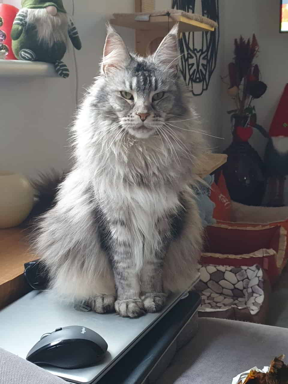 Franny wünscht euch auch einen schönen 2. Advent Franny wünscht euch auch einen schönen 2. Advent