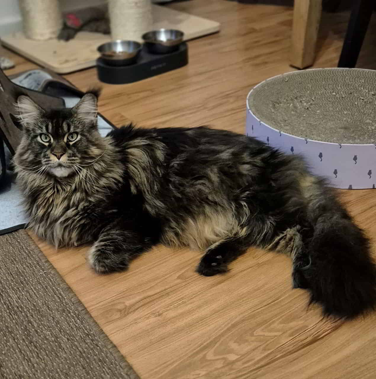 Haris So ein grosser Kater und dennoch so ein Seelchen Haris So ein grosser Kater und dennoch so ein Seelchen