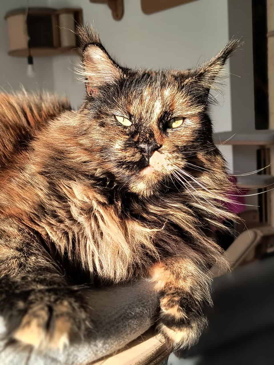 Jutta of Maine Coon Castle Jutta of Maine Coon Castle