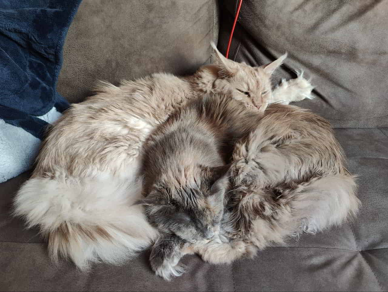 Kuschelkatzen Kuschelkatzen