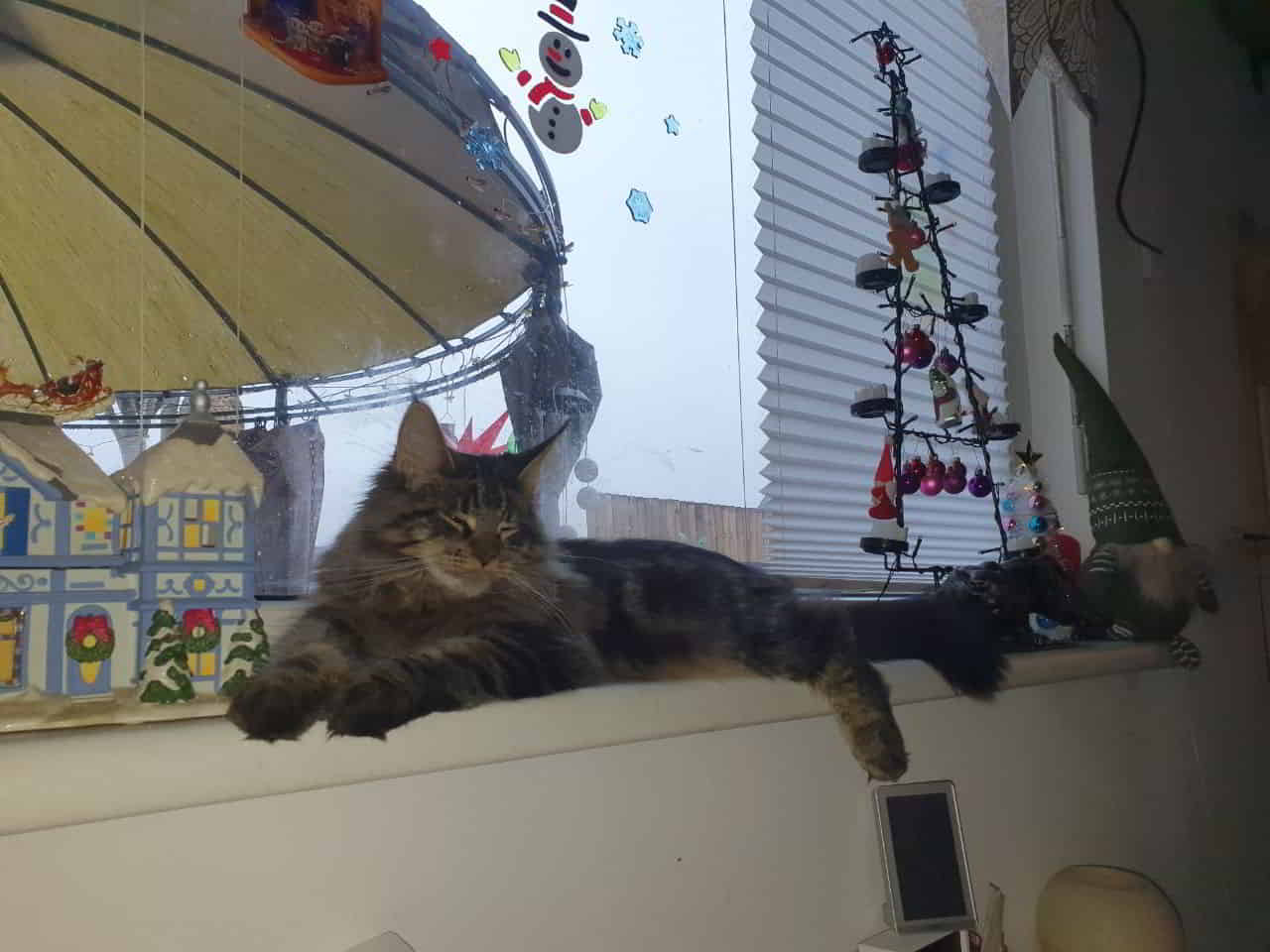 Mein Weihnachtsbaum steht hinter Easy Mein Weihnachtsbaum steht hinter Easy