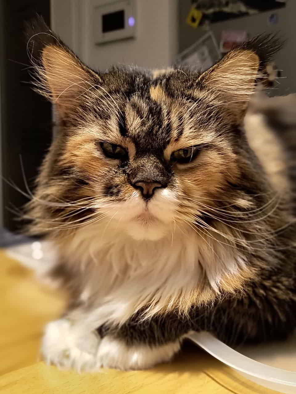 Meine süße Puddingbrumsel… Meine süße Puddingbrumsel...