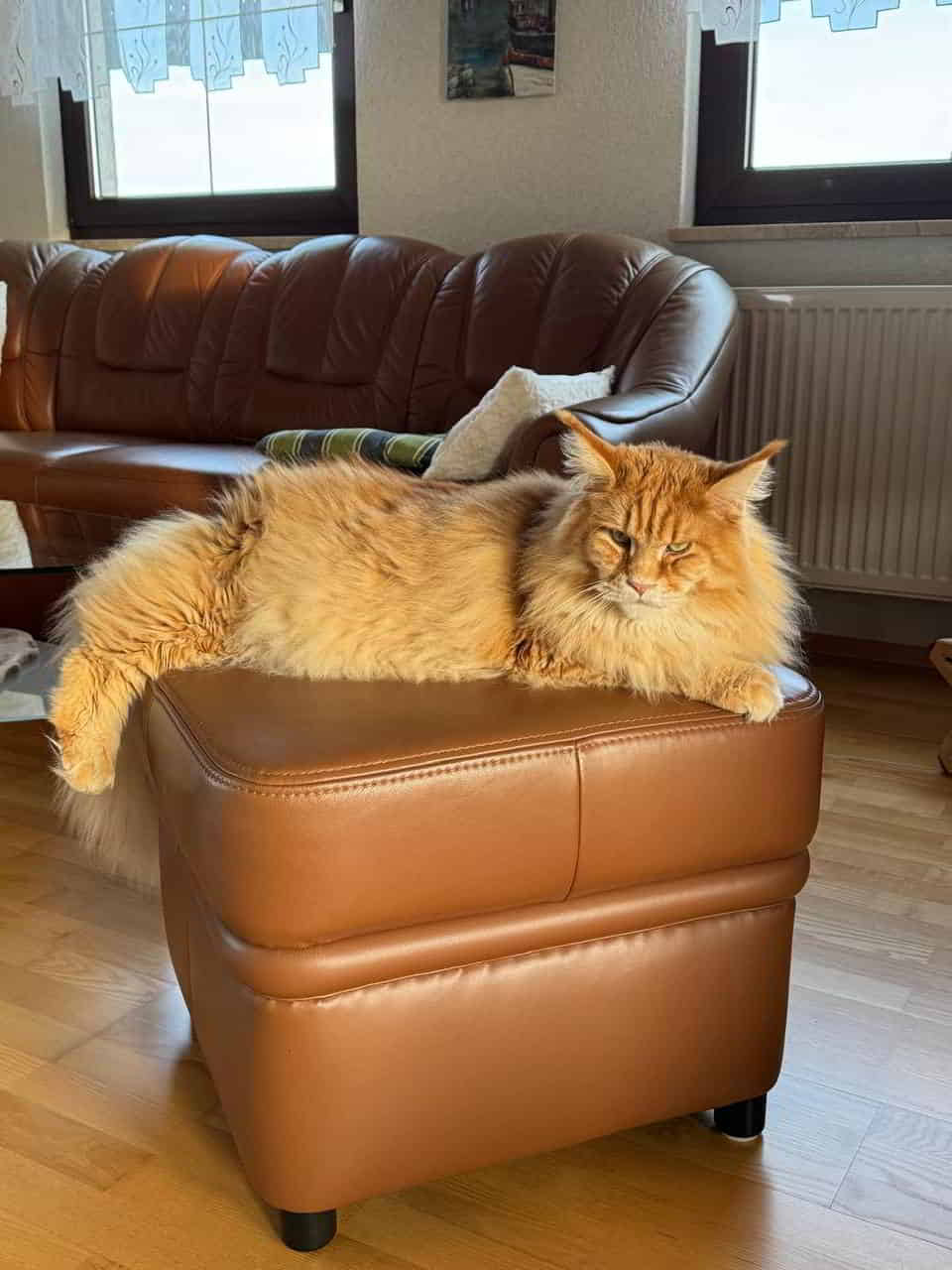 Nanny of Maine Coon Castle Nanny of Maine Coon Castle