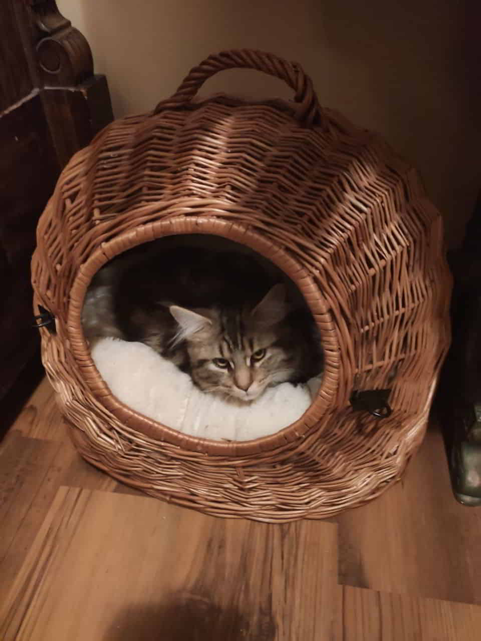 Prinzessin Daisy Prinzessin Daisy