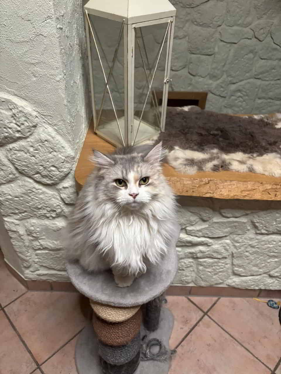 Prinzessin Saphira Prinzessin Saphira