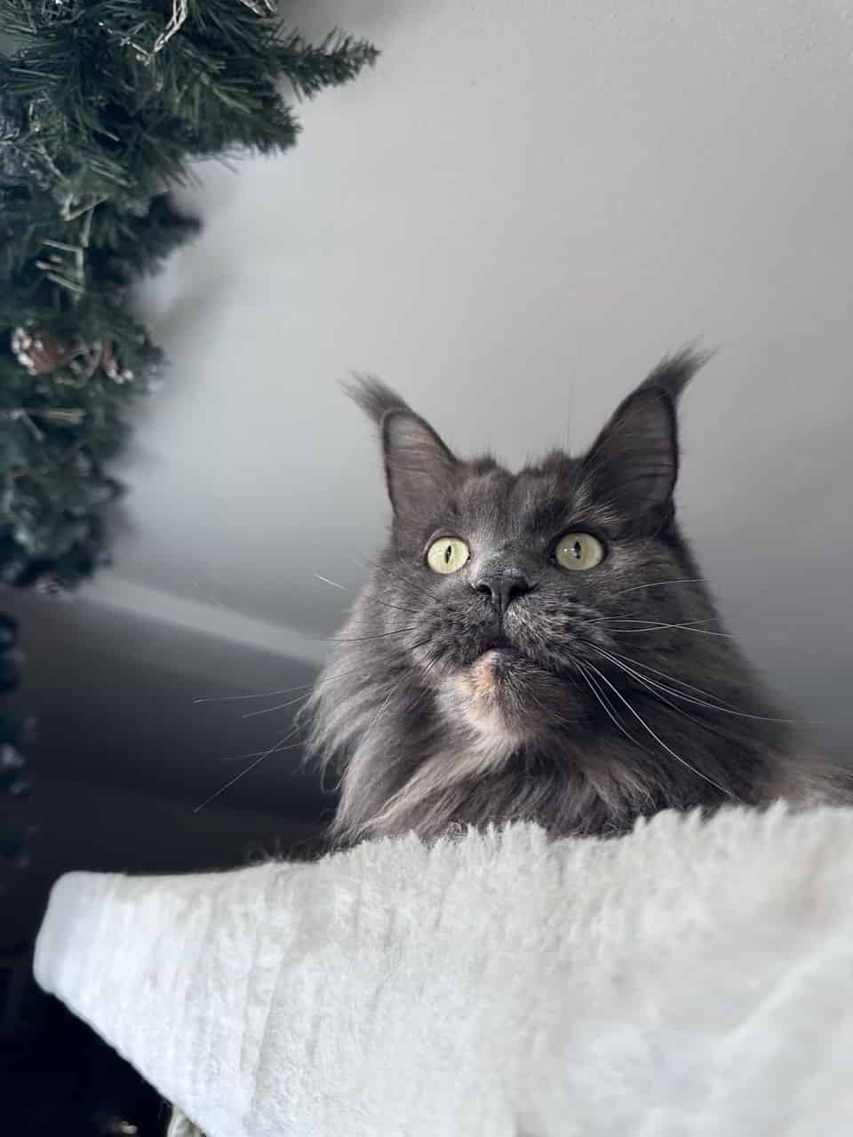 Queen Uschi schon 8 Jahre alt Queen Uschi schon 8 Jahre alt