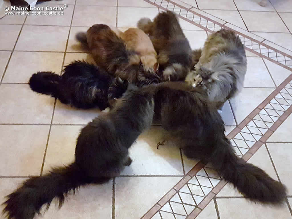 Raubtierfütterung Raubtierfütterung