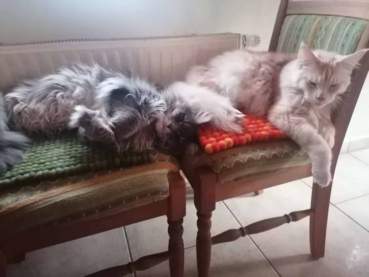 Sie lieben den Platz an der Heizung Sie lieben den Platz an der Heizung