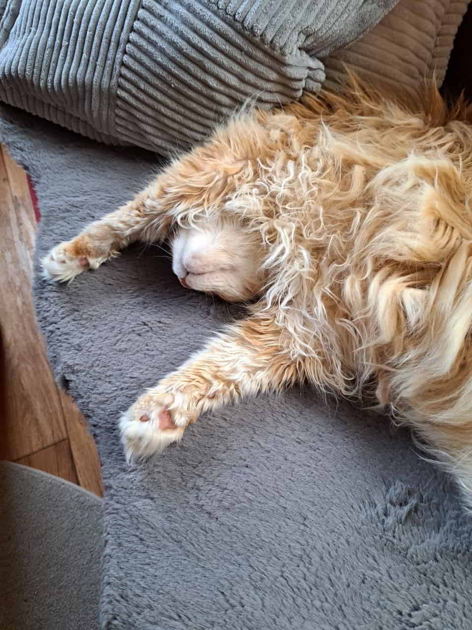 Superstar Gusti Superstar Gusti