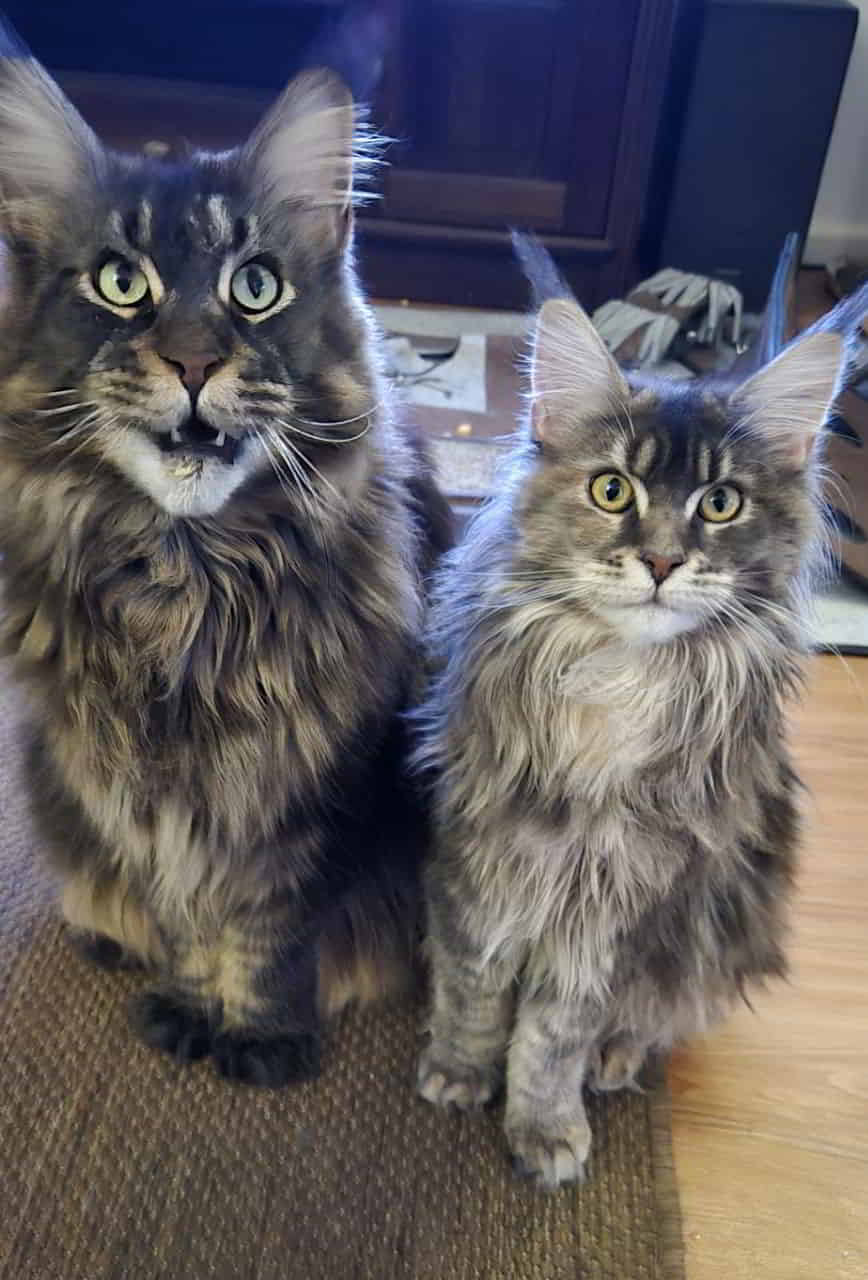 Wenn es GimCat Paste gibt… Wenn es GimCat Paste gibt...