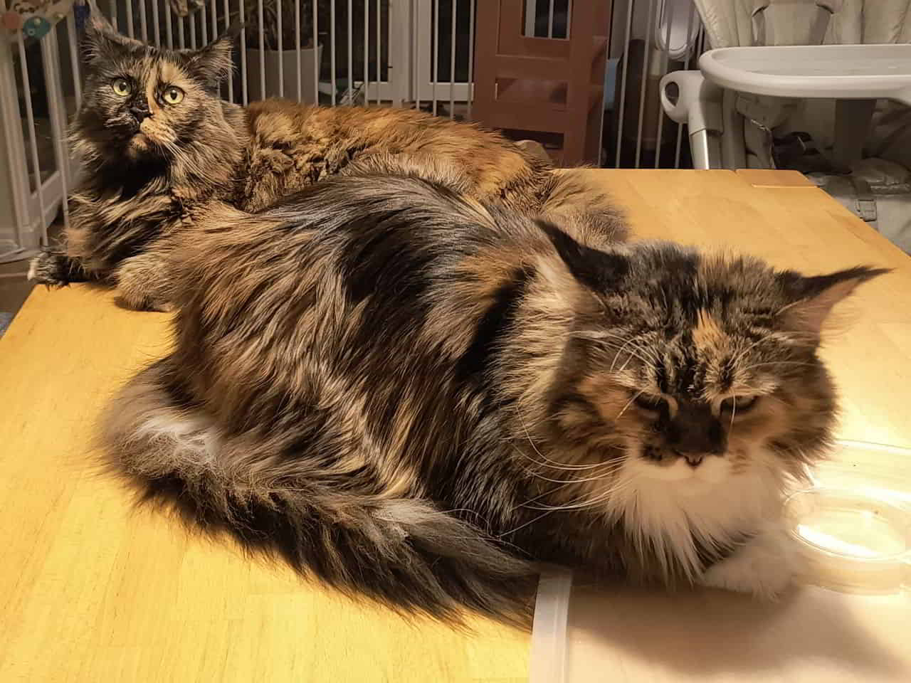 Wilma ist irgendwie schmollig…. Wilma ist irgendwie schmollig....