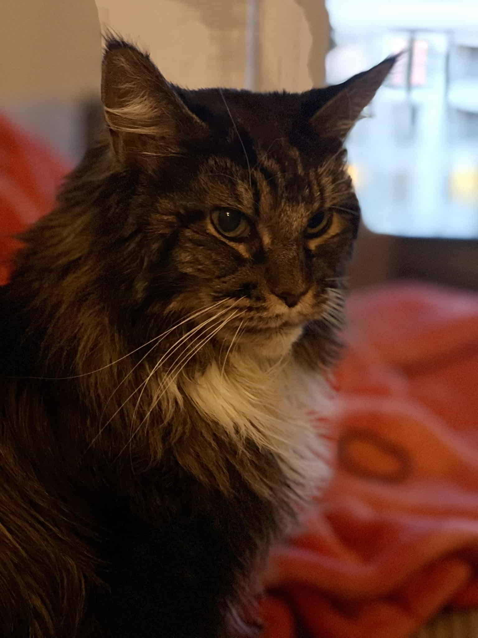 scöne Maika scöne Maika