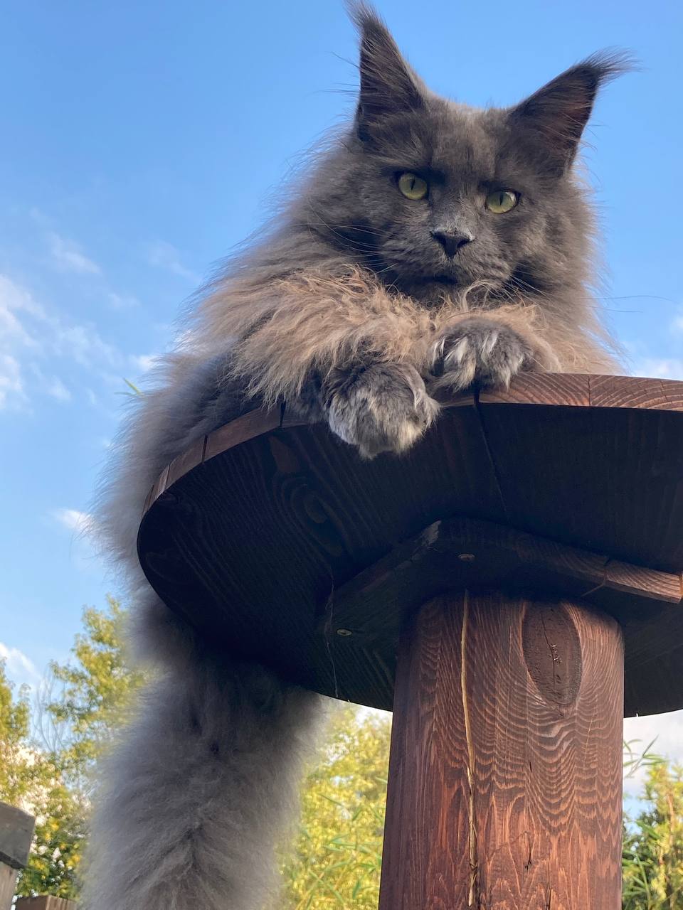 Haro of Maine Coon Castle