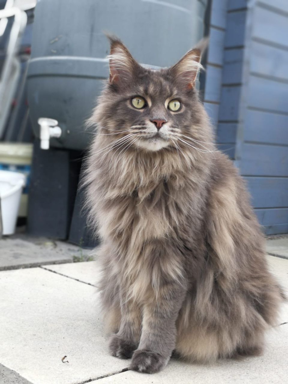 Inka of Maine Coon Castle