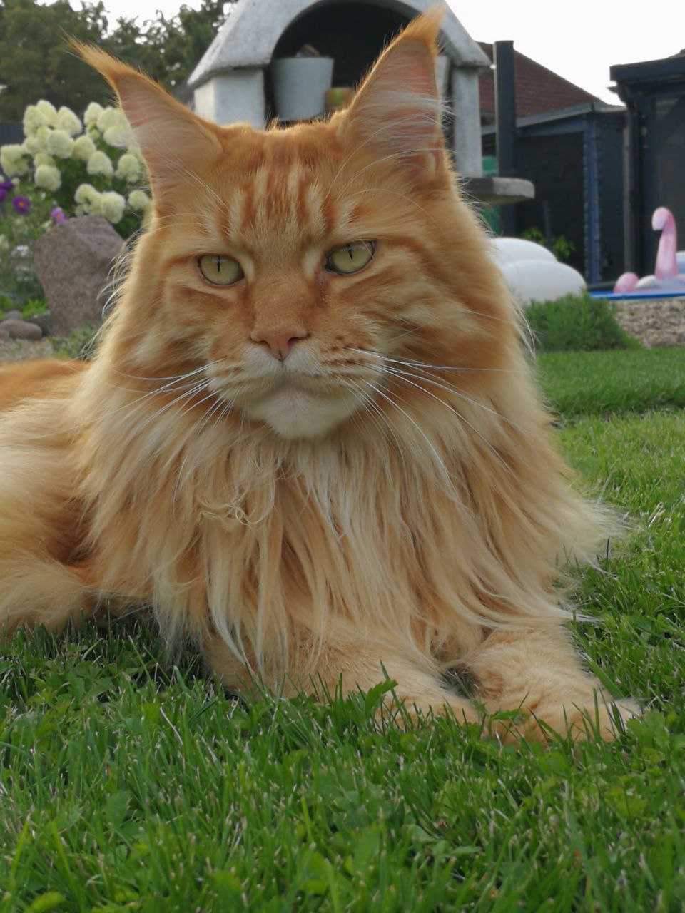 Ive of Maine Coon Castle