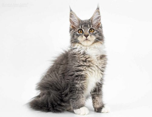 Bella of Maine Coon Castle