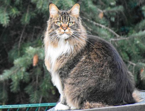 Maine Coon Kitten Bertha of Maine Coon Castle