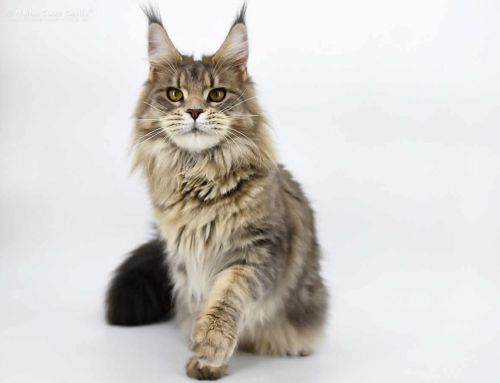 Caro of Maine Coon Castle
