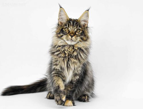 Donna of Maine Coon Castle