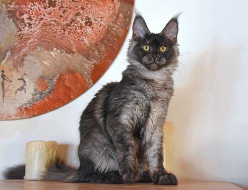 Franka of Maine Coon Castle