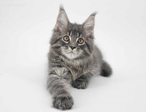 Leo of Maine Coon Castle
