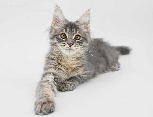 Maine Coon Baby Lexy of Maine Coon Castle